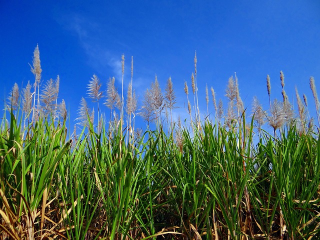 Nanning-Agricultural-Practices