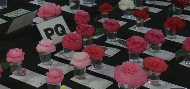 Winter-Camellia-Show